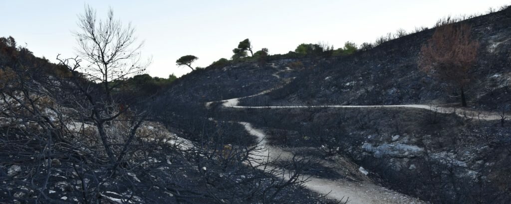 Aftermath of a wildfire in the Algarve, Portugal